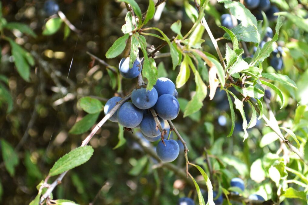 Blueberries growing on the vine during peak U-Pick season at a popular Dallas farm.