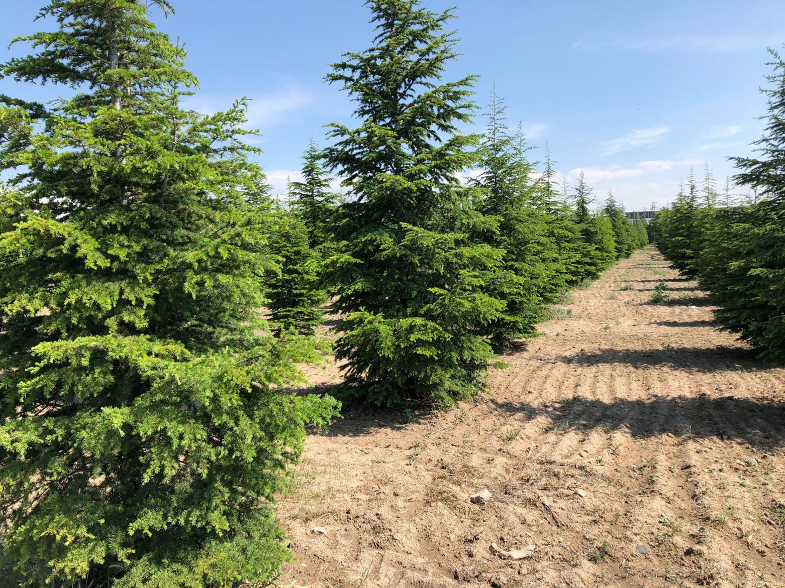 Field of evergreen trees planted in rows for the holiday season at one of the Dallas Farms near Dallas, Texas.