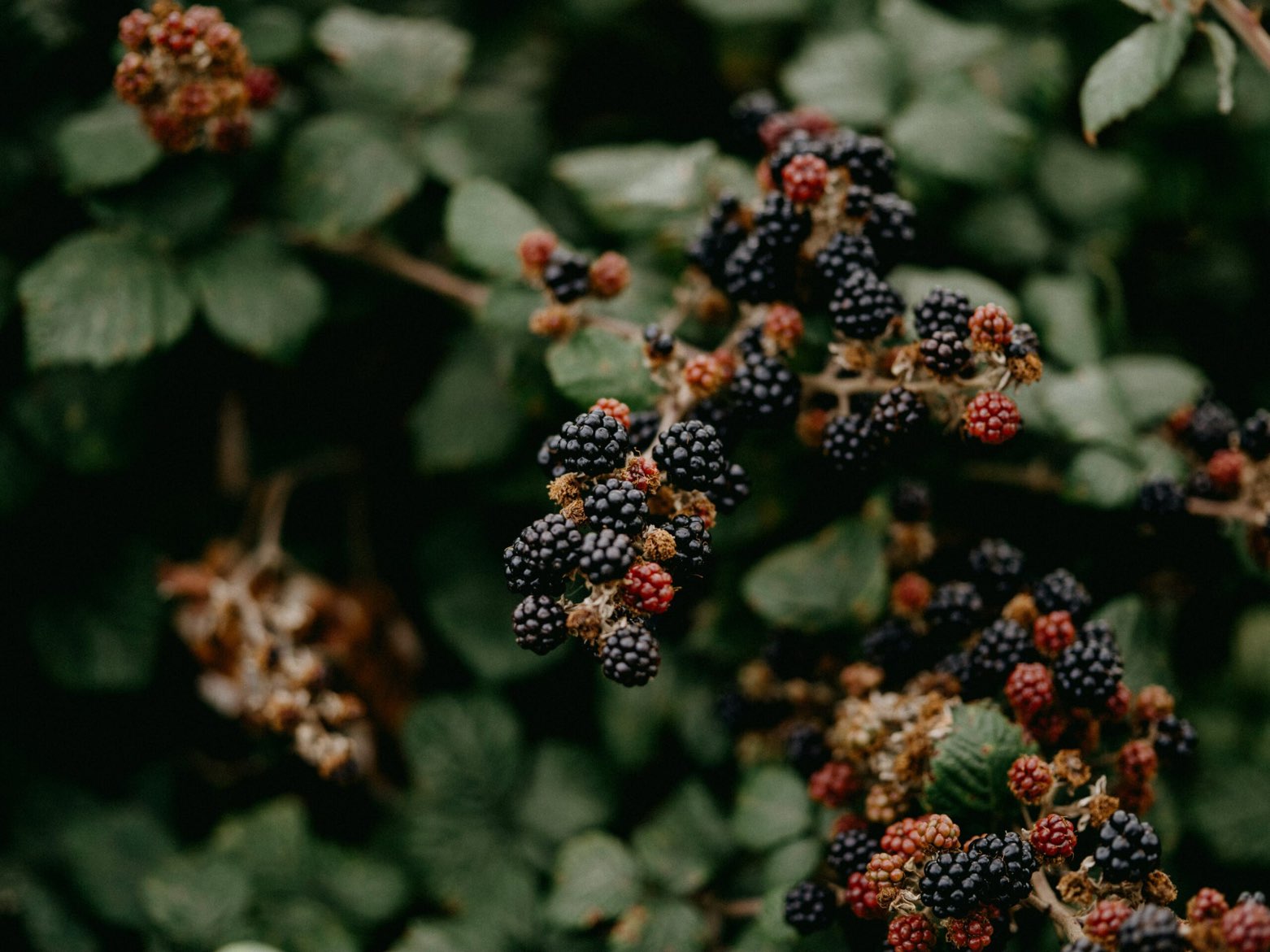 Clusters of blackberries on the vine at a Dallas farm during peak U-Pick season.