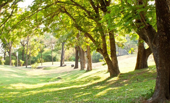 Open green space at a Dallas park managed by Dallas Parks and Recreation Department, one of the free things to do in Dallas with kids.