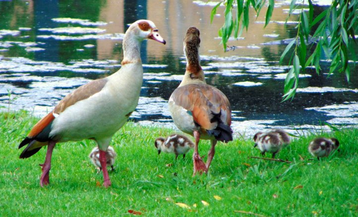 Family of ducks milling about at Lakeside Park in Highland Park, a peaceful stop and one of the free things to do in Dallas with kids.