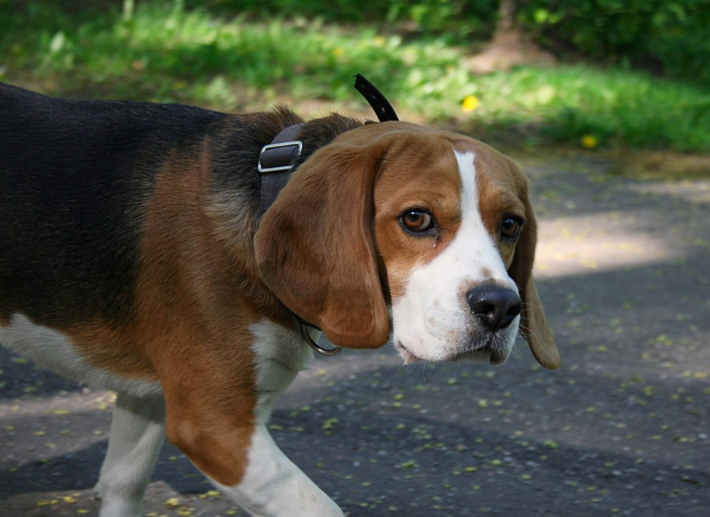 Dog walking with its human on the Katy Trail, one of the free things to do in Dallas with kids.