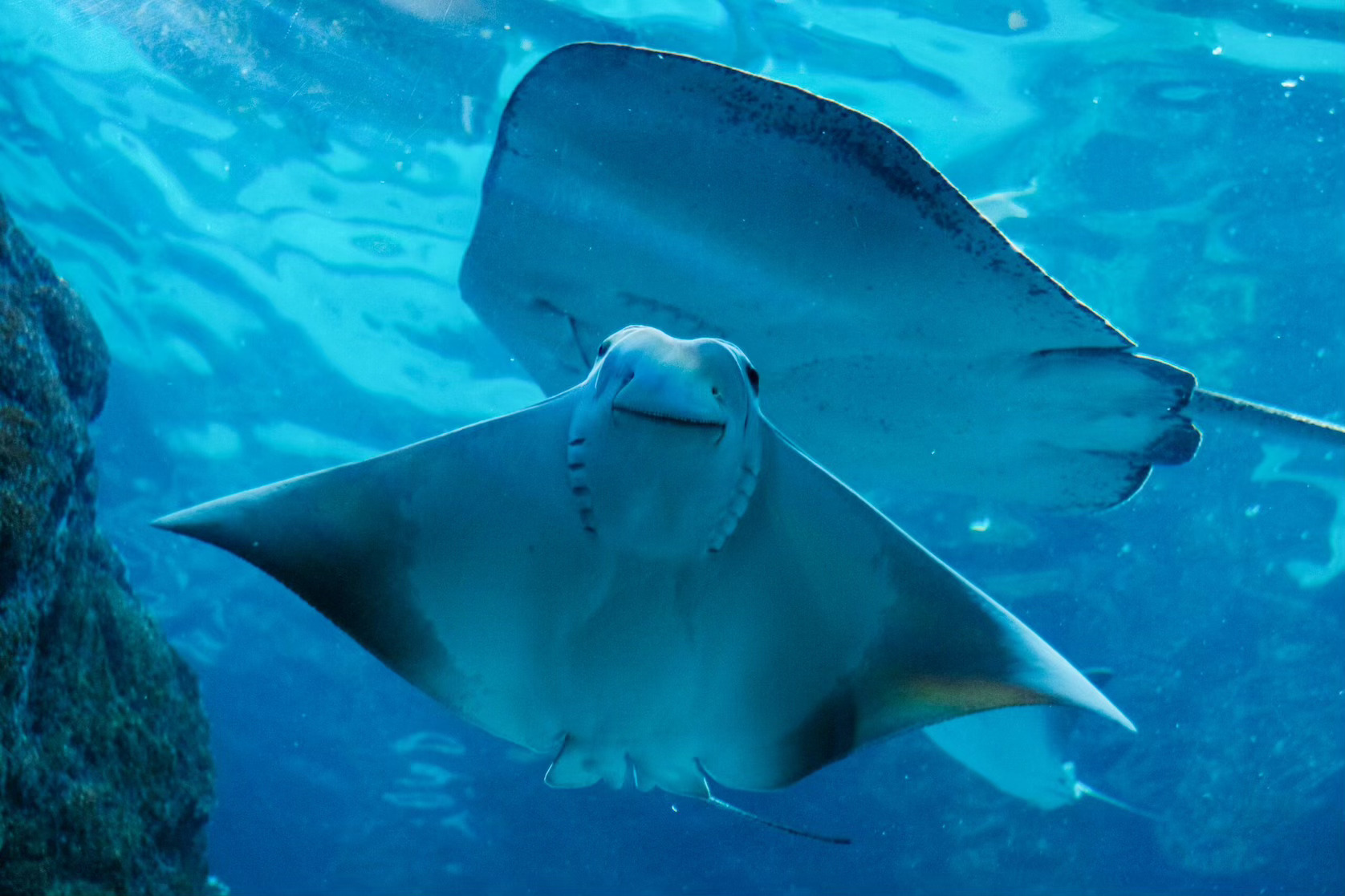 Two rays swimming toward camera at Dallas World Aquarium on a Dallas itinerary