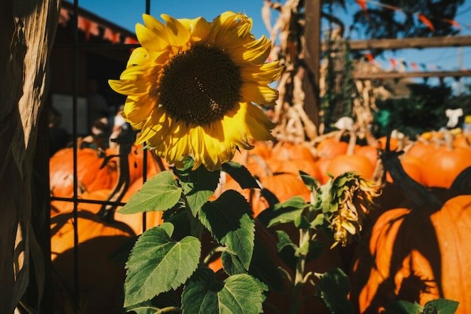 Sunflower and pumpkin fall display at the Yesterland Fall Festival & Spooktacular Nights.
