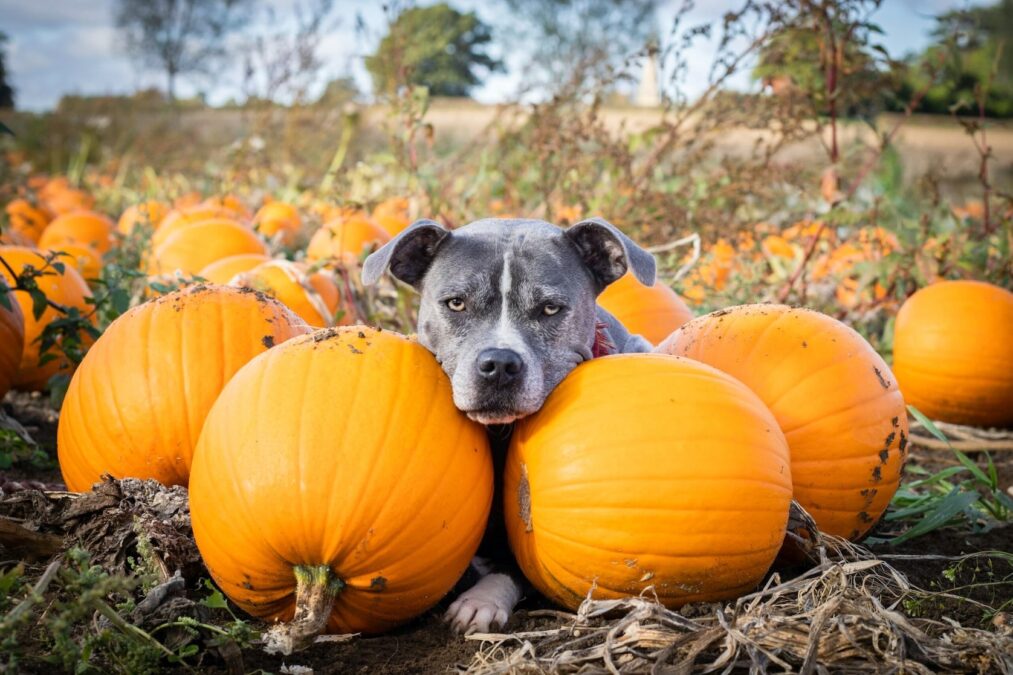 Gray dog resting head between pumpkins in a pumpkin patch looking toward the camera.