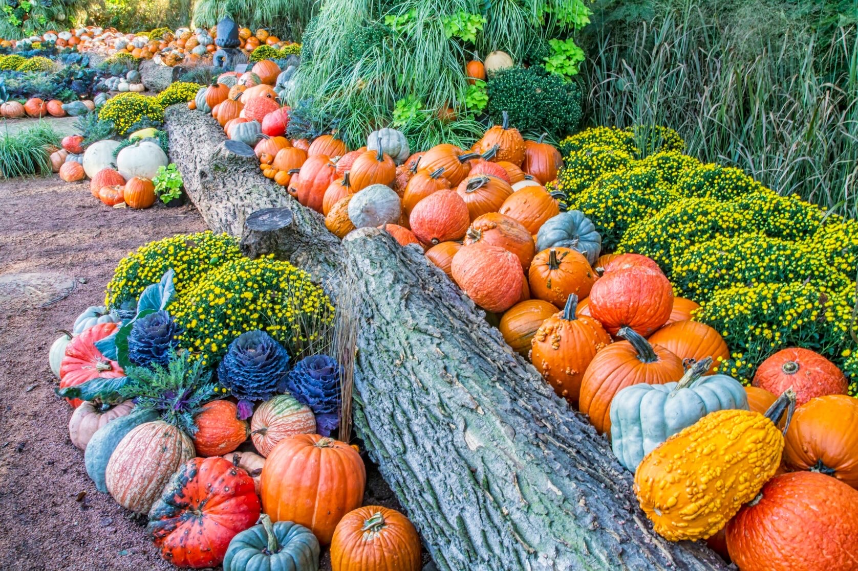 Colorful fall display at a Dallas fall event featuring a row of logs, multicolored pumpkins, green shrubs with yellow flowers.