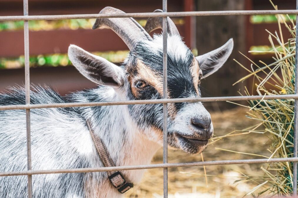 Young horned goat wearing a collar looks at the camera through a farm fence at Nash Farm during Christmas in Grapevine.
