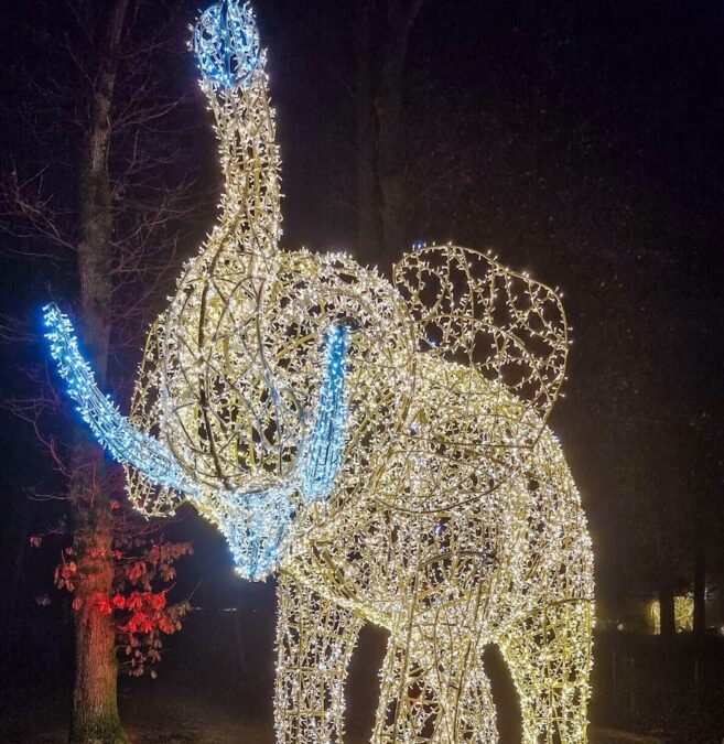 Winter in Dallas at Dallas Zoo with a large illuminated gold elephant and glowing blue tusks featured in the Zoo Lights holiday display.