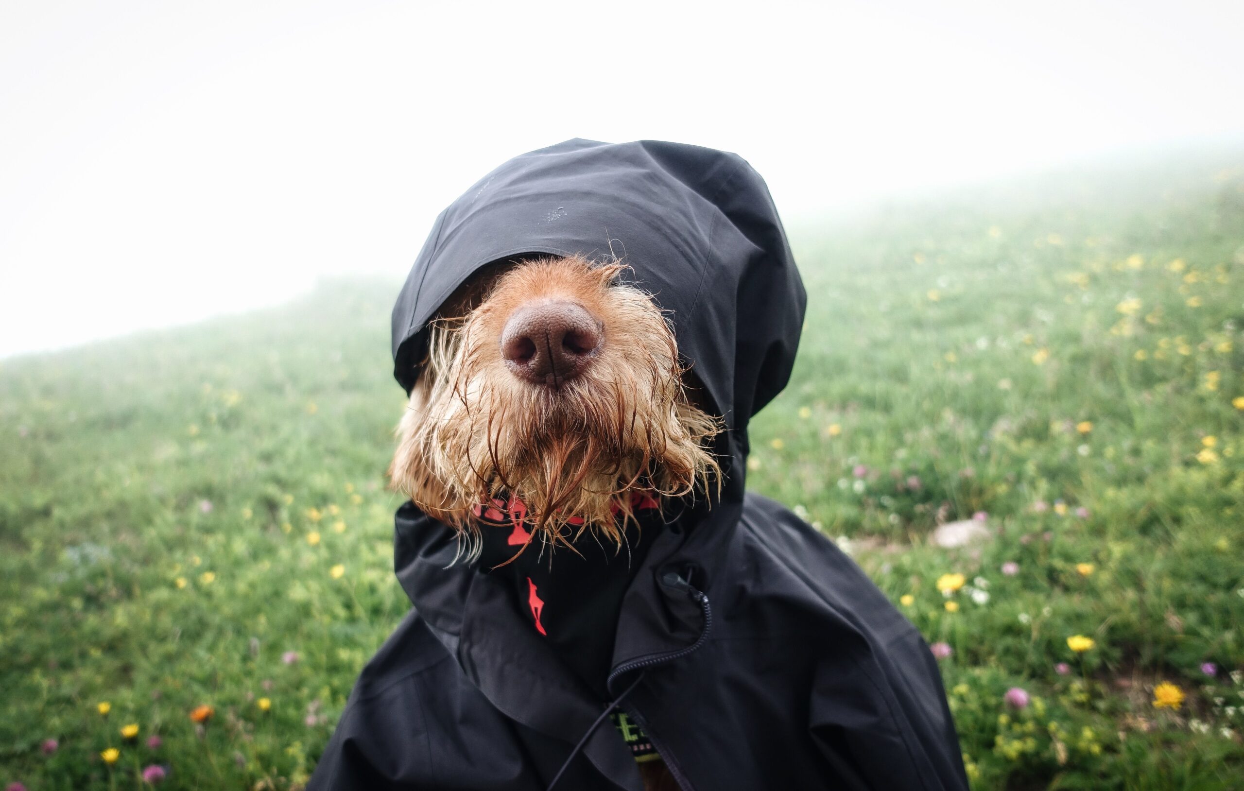Shaggy dog in a rain slicker in a flower-dotted field during indoor activities in Dallas