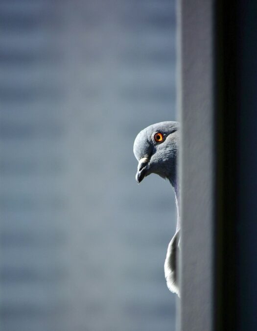 Gray bird with light brown eyes and a gray beak peeking curiously around a post against a plain light blue-gray background, as if curious the unique-things-to-do-in-dfw.