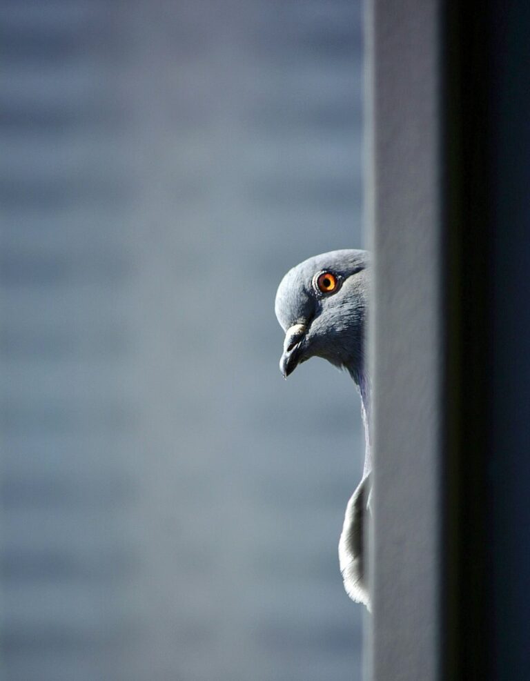 Gray bird with light brown eyes and a gray beak peeking curiously around a post against a plain light blue-gray background, as if curious the unique-things-to-do-in-dfw.