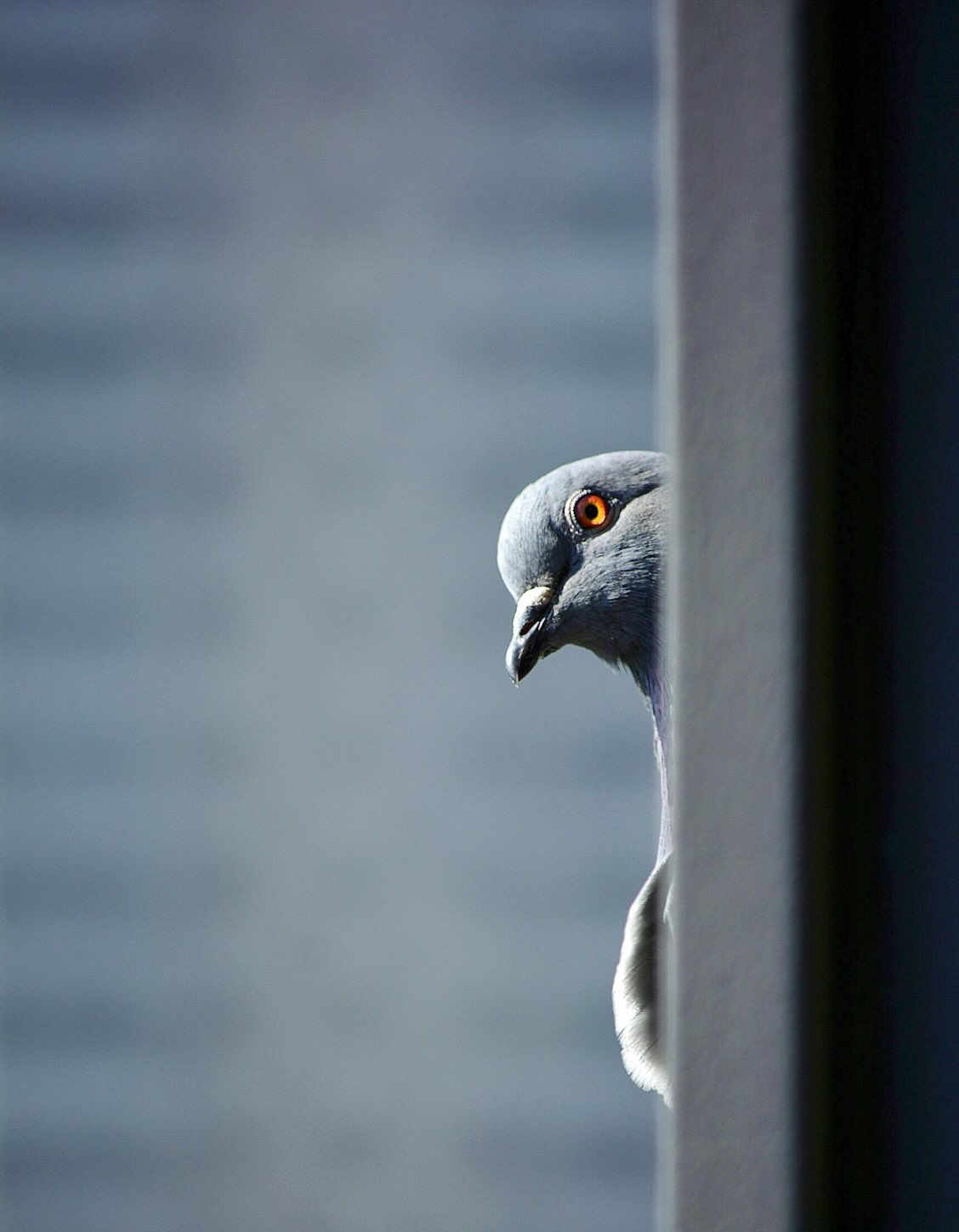 Gray bird with light brown eyes and a gray beak peeking curiously around a post against a plain light blue-gray background, as if curious the unique-things-to-do-in-dfw.