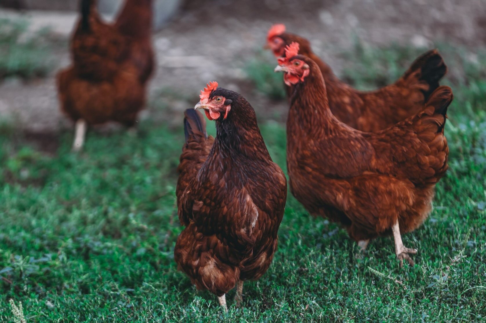 Three red chickens standing together at Bonton Farms in South Dallas, a unique community destination for couples seeking free things to do in Dallas.