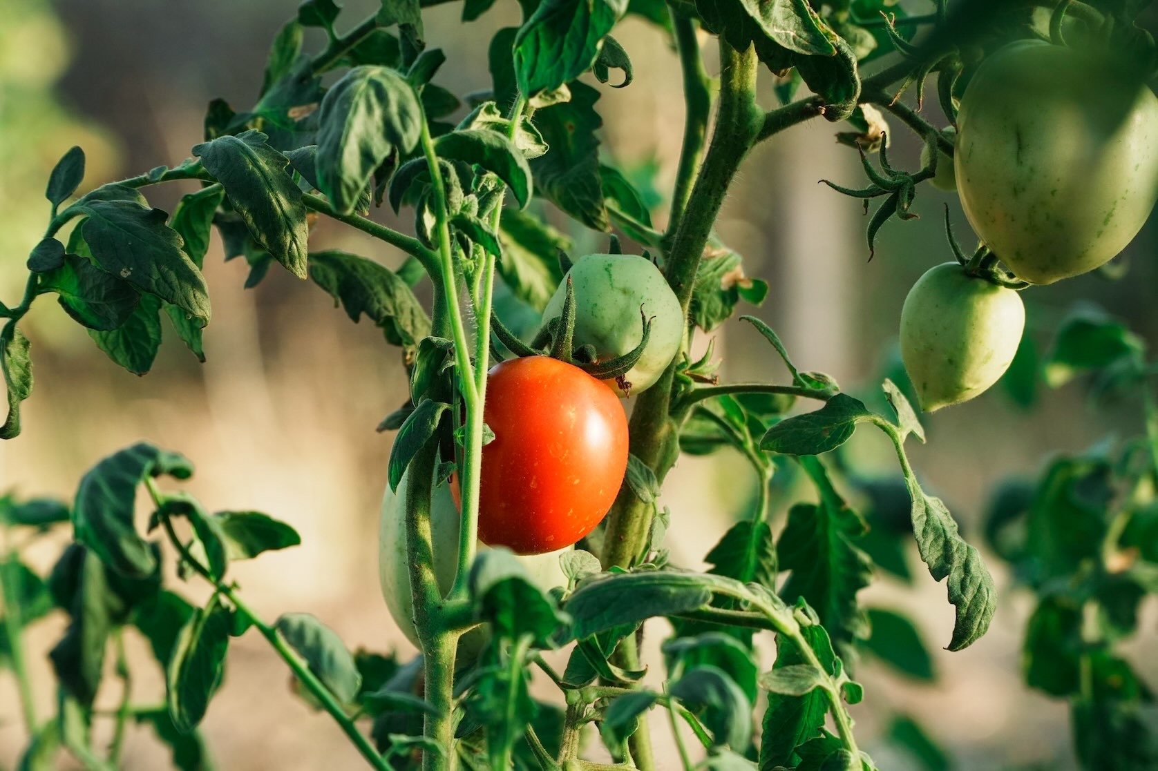 Ripe red tomato growing alongside unripe green tomatoes on a vine at Bonton Farms in South Dallas, a community destination for couples seeking free things to do in Dallas.